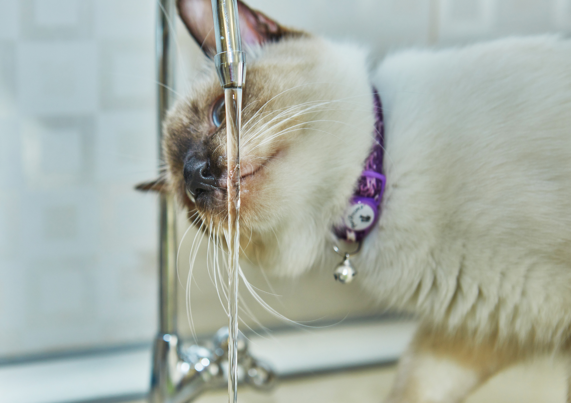 Gato bebiendo agua de osmosis